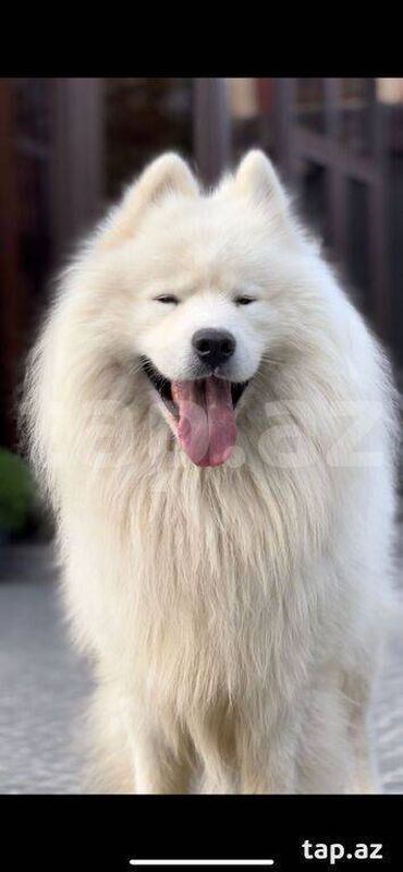 it itib: Samoyed, 4 il, Dişi