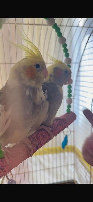 lələkli heyvanlar: Nəvazişli cockatiel (nimfa tutuquşusu) cütü - Növləri: Cockatiel — 1
