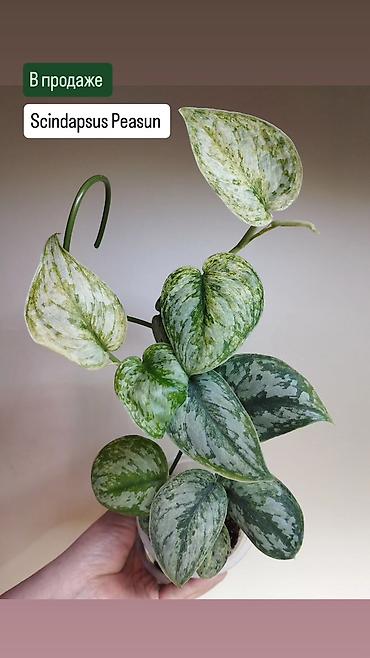 Хойи: Приветствую всех дорогие ❇️

в продаже 🌿 — 4