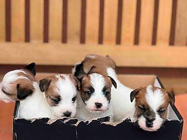 beba rotvajler: Oštrodlaki Džek Rasel terijer (Jack Russell Terrier) štenci — 1