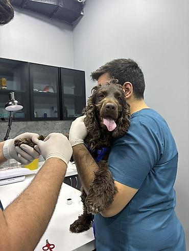 Başqa xidmətlər: Cocker spaniel Cütləşməyə dişi axtarırıq Unvan binə qəsəbəsi. Alex — 17