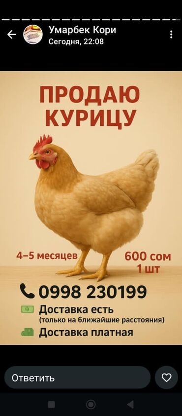 дома на продажу в бишкеке: Продаю курицу 1шт 600с пародыстые все доставка ест. толка званить!!!