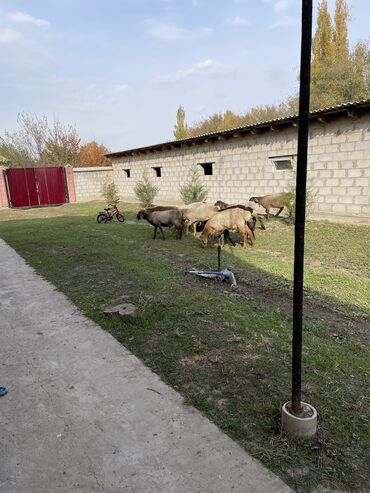 продажа домашних животных: Сатам | Кочкор (эркек), Козу | Союуга | Жасалма жол менен боозутуу lalafo.kg да продажа домашних животных: Сатам | Кочкор (эркек), Козу | Союуга | Жасалма жол менен боозутуу