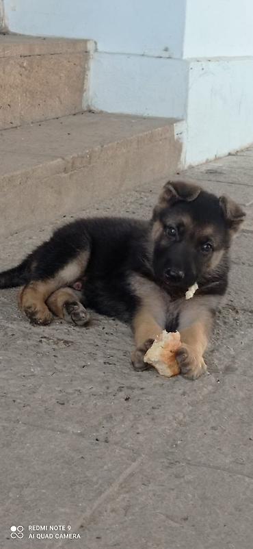 setter it cinsi: Alman çoban iti — 1