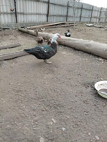 Другие с/х животные: Продаю куры, петух, индоутки Беловодске — 11