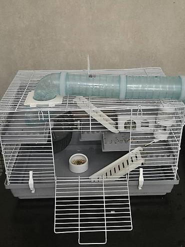 hamster kombat voucher: Хомяк карликовый с комплектом аксессуаров. В комплект входят: - — 2