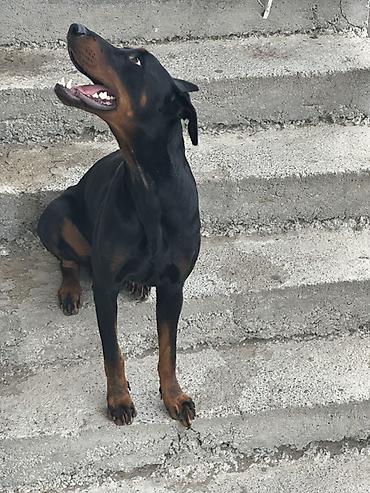 Doberman, Erkək