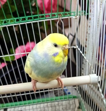 qizil balig: Məhsul: Dalmatian budgerigar (papuqay) – rengarəng budcıqar Təsvir: -