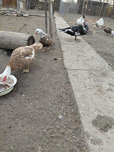 Другие с/х животные: Продаю куры, петух, индоутки Беловодске — 13