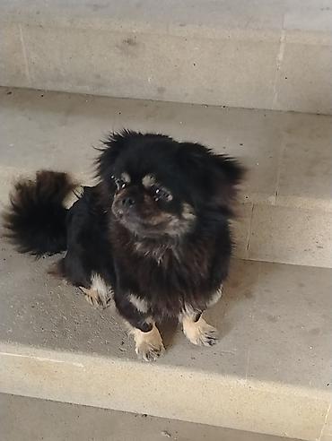 kopək: Pekines, 1 il, Dişi, Peyvəndli — 3