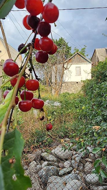 полки в аренду: Продам Дачу, с участком 2,5 сотки. СТ Здоровье, с.Таш-Добо. Байтик — 4