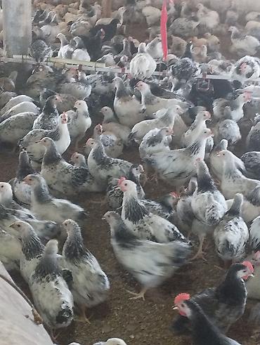 yumurtlayan toyuqlar satilir: SEREBRST F6 TAM SAĞLAM BİÇELER ƏLAQƏ NÖMRƏSİ 0773127184 Məhsul — 2