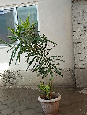 Драцены и Сансевиерии: 🌿✨ ПРОДАЮ КОМНАТНЫЕ ЦВЕТЫ ✨🌿 Украсьте свой дом красивыми и ухоженными — 3