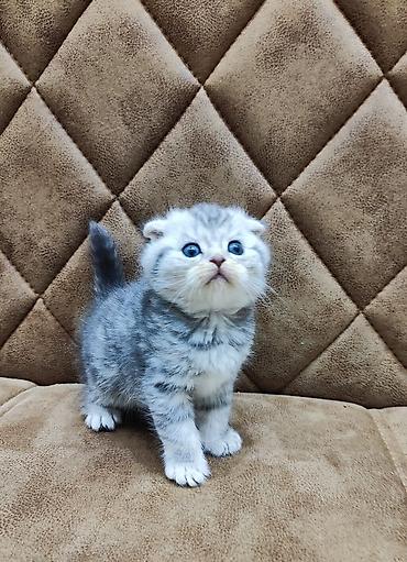 Pişiklər: Şotland — 1