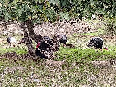 qus: Hinduşqa amerkan broz Kət şəraitində bəsləmiş Saqlam dadlı əti və — 3