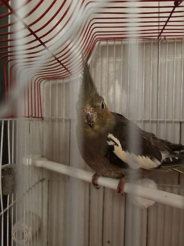 Tutuquşları: Hazır korella cütləri satılır cütü 60 manat hər iki cütü götürən olsa — 10