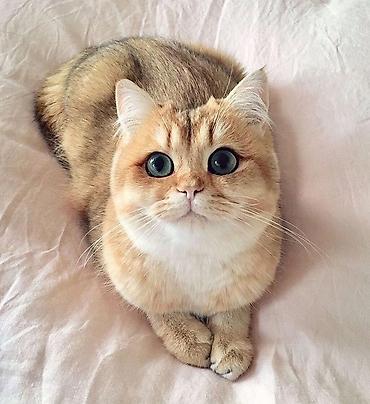 отдам котёнка: Загляните мне в профиль. У меня много красивых котят даром — 1