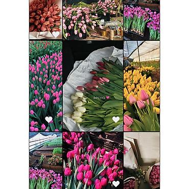 Букеты из живых цветов: Дорогие друзья! В продаже голландские тюльпаны выращенные в наших — 2