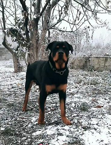 Вязка собак: Вязка: Ротвейлер, Самец, 5 лет — 2
