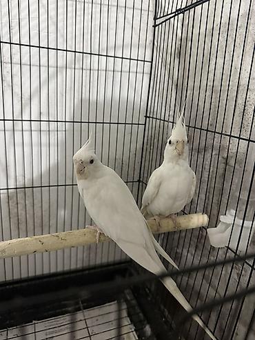 попугай корелла: Məhsul: Ağ nimfa tutuquşuları (cüt) - Növ: Nimfa (Cockatiel) — 3