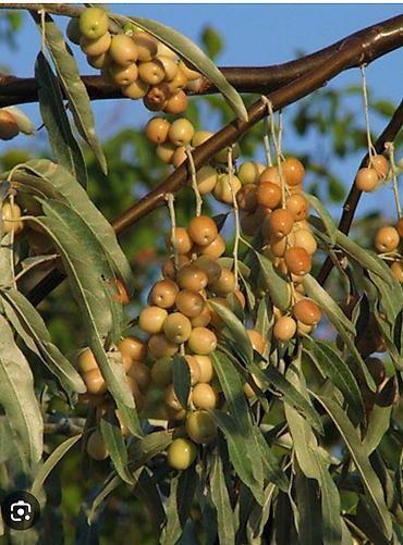 Другие фруктовые и ягодные растения: Плодово-ягодный питомник — саженцы всех видов. Большой выбор — 15