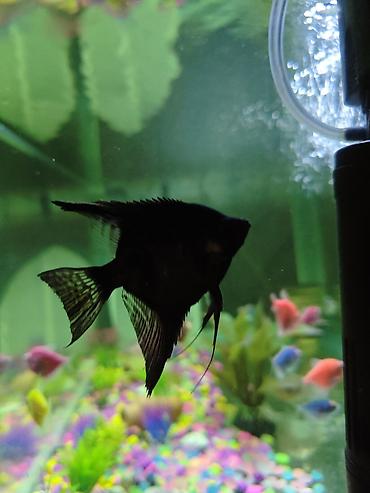 akvaryum filtiri: Dördbucaq akvarium, Balıqlarla birlikdə, 144 l, Ödənişli çatdırılma — 4