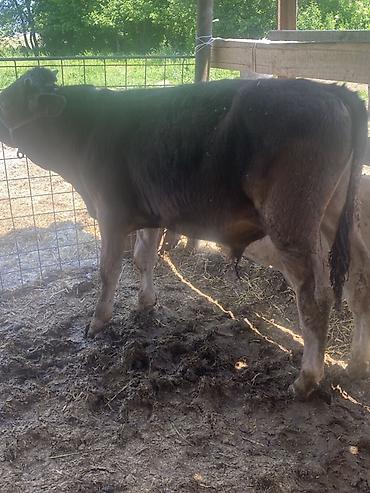 Коровы, быки: Продаю | Бык (самец) | Привязанные — 9