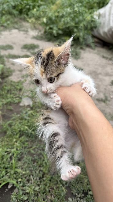 Отдам даром кошку: Котята: мальчик и девочка К латку приучены, игривые кушают очень — 22