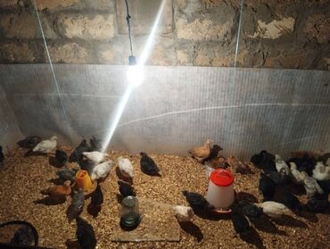 20 günlük cuceler satilir. Ekseriyyeti xarkov ve austrolopdu. Bütün