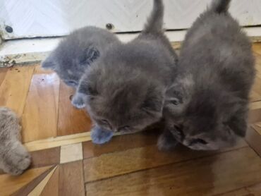 Pişiklər: Britan, Dişi, Yaxşı əllərə, Pulsuz çatdırılma — 15