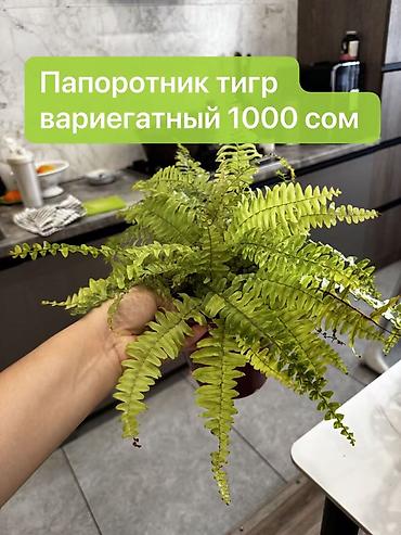 Монстеры: Монстера вариегатная — черенки: - Монстера Альба «Мраморная»: срез — 10