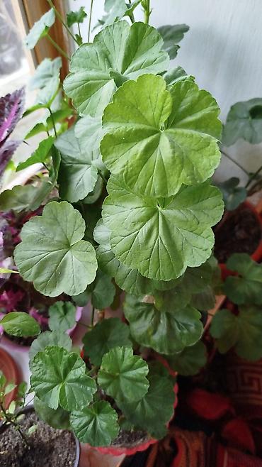 Герани и пеларгонии: Сортовой герандар сатылат. Баасы келишим турдо 300 сомдон жогору. - — 27