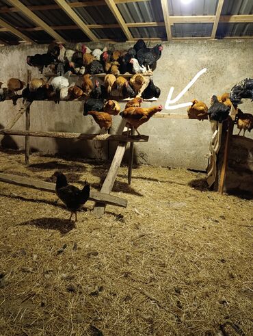 Hinduşka: Məhsul: Hind quşları və çolpalar. Fərə hindquşu kq-22azn, Xoruz — 9