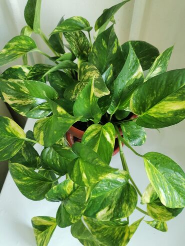 купить большие комнатные растения: Эпипрепнум золотистый очень красивый😍 отлично очищает воздух не