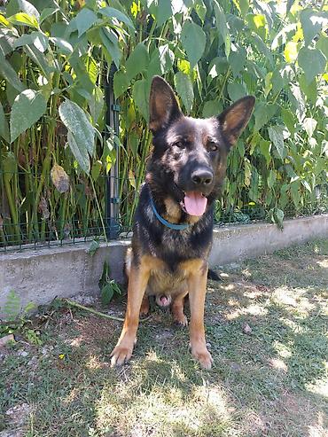 Psi: ❗ IZGUBLJEN PAS – DON ❗ 🙏 MOLIMO ZA POMOĆ I DELJENJE 🙏 Don je nestao i — 3