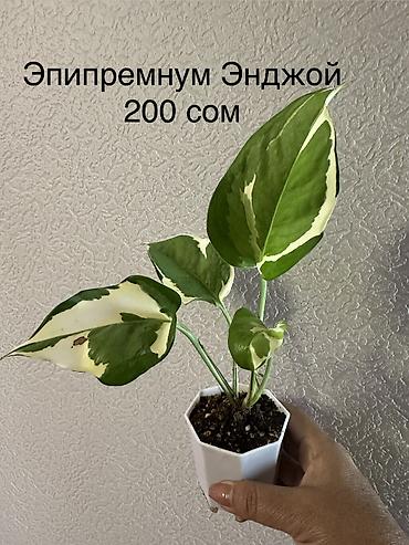 Другие комнатные растения: Укоренённые черенки растений от 150-300 сом — 19