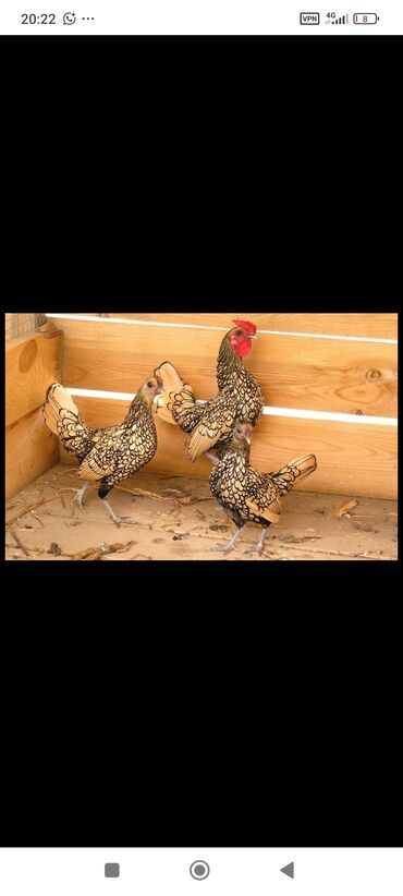 охотничий дратхар: Сатам | Короздор | Көбөйтүү үчүн