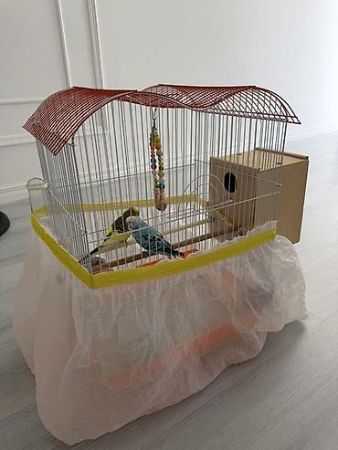 toy pudel it: Dalğalı tutuquşular (cüt) və tam aksesuarlarla qəfəs dəsti - Növ — 10