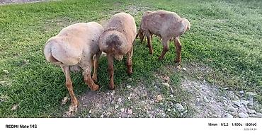 Баран, овца: Продаю | Баран (самец) | Для разведения | Ярка — 1