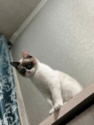 доброй: Кошка даром: Сиамская, более 5 лет, Девочка, Приучена к лотку