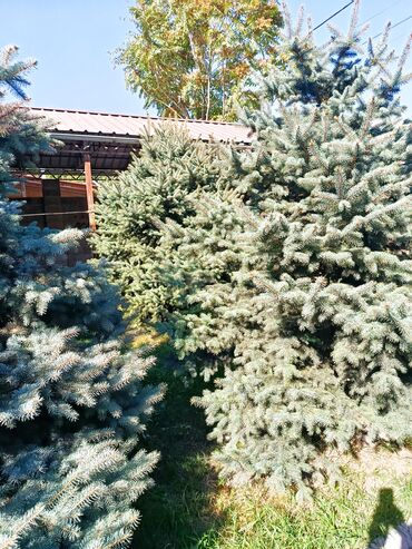 Декоративные деревья: Ели голубые (Иссык-Кульские) и туя западная для озеленения участка — 5