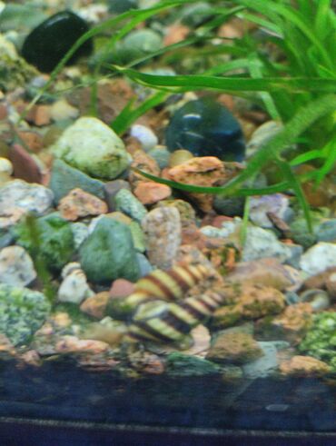 Рыбы: Гуппи 35с меченосцы от 50 с анцитрусы мальчики взрослые по 300с — 7