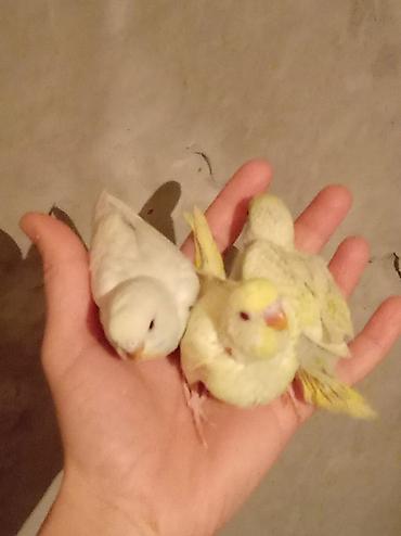 Tutuquşları: Məhsul: Dalğalı tutuquşu (bazarık/parakeet) cütü Təsvir: - Rənglər — 4