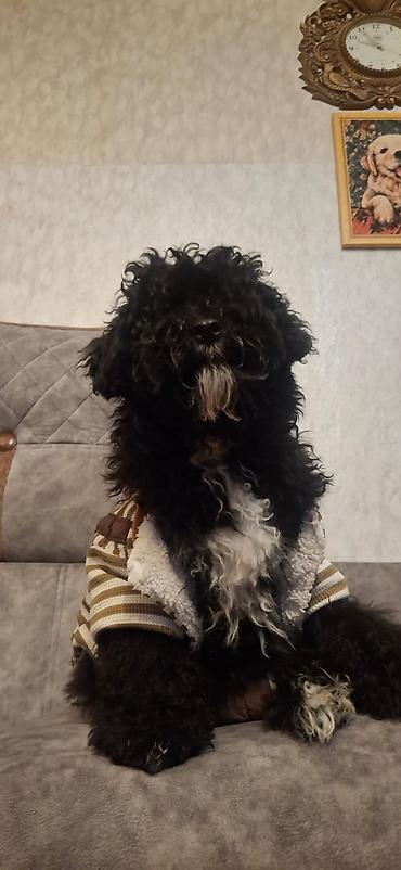 pomerian it: Pudel, 4 ay, Erkək, Peyvəndli, Ünvandan götürmə — 1