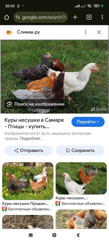 кошка белая: Продаю | Куры | Несушки