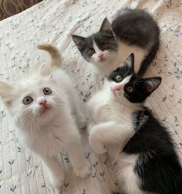 кошка шотландский: 2 месяца, Мальчик