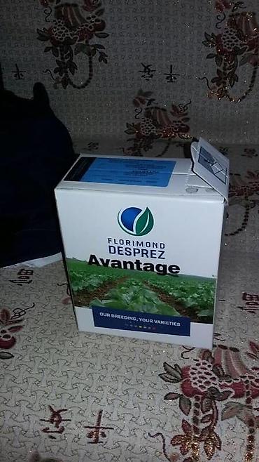 Люцерна: Продаю/куплю семена люцерны и свеклы — 19