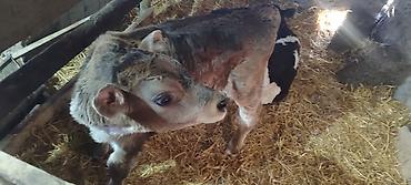 Коровы, быки: Продаю | Музоо, торпок | Голштин, Швицкая | На откорм | Искусственник — 5