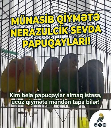 sari qus: Qiymət münasib olacağ. Almağ istiyənlər nömrələrini yazsınlar — 1