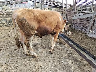 Dana, buzov: Simental tipli dana - Cins: Simental tipli, ətlik istiqamət - Rəng — 4